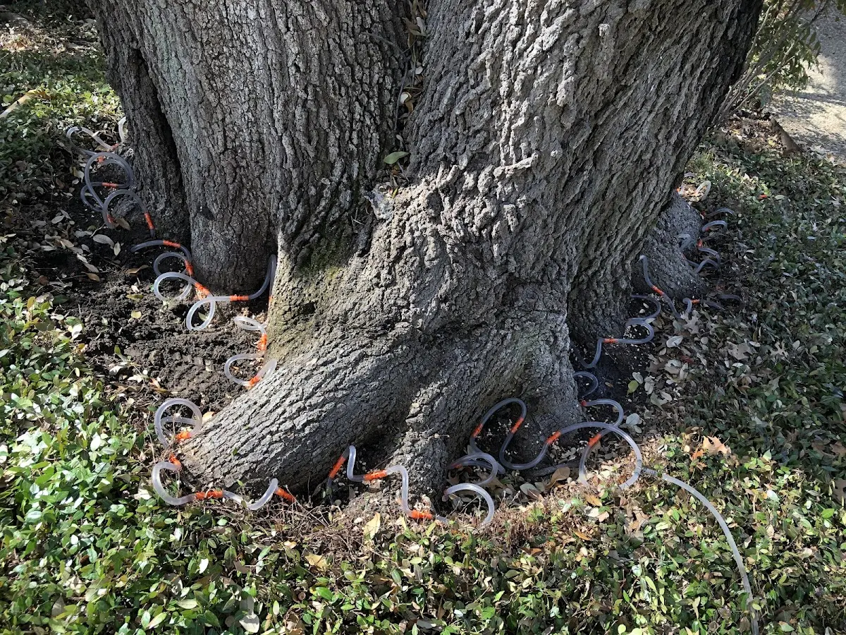 Detailed Tree Cabling and Bracing job site in Folcroft